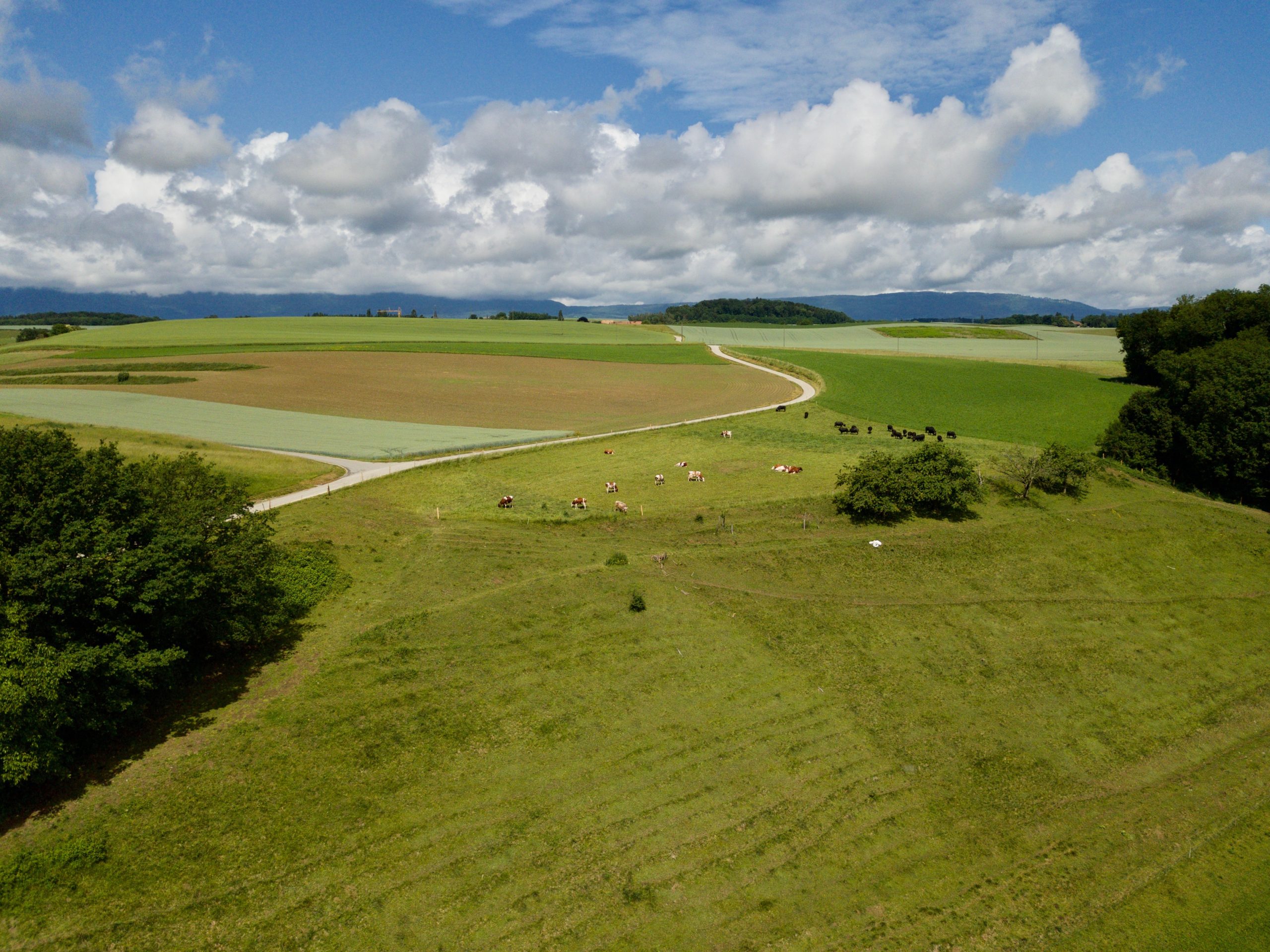 DJI_0008