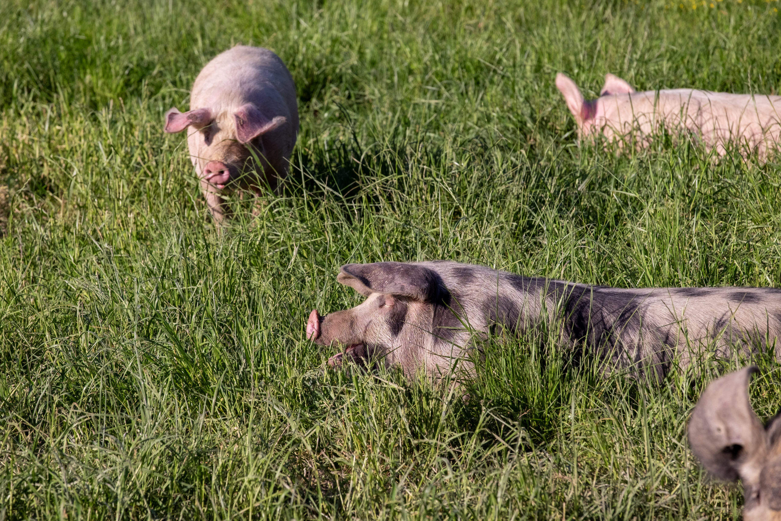 Cochons nées et élevés au domaine, comme tout nos animaux!